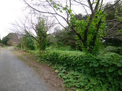 上尾丸山公園で桜や柵に絡まったアレチウリ（特定外来生物）