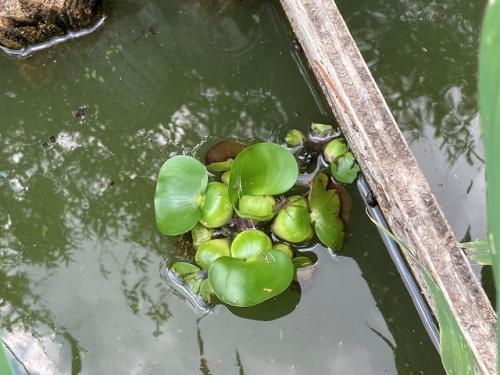 大池で見つかったホテイアオイ