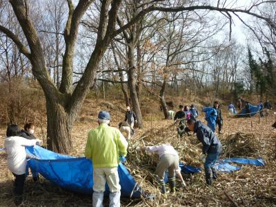 サクラソウトラスト地の管理作業と自然観察会