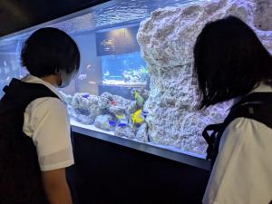 水族館を見学する