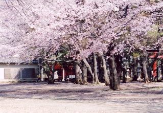 氷川神社の境内