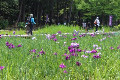 咲き始めた花しょうぶ１