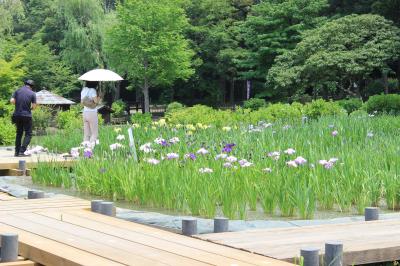 咲き始めた花しょうぶ２