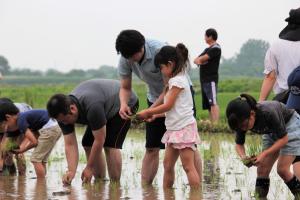 田植え