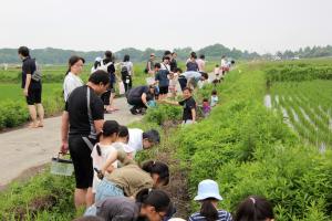 田植え