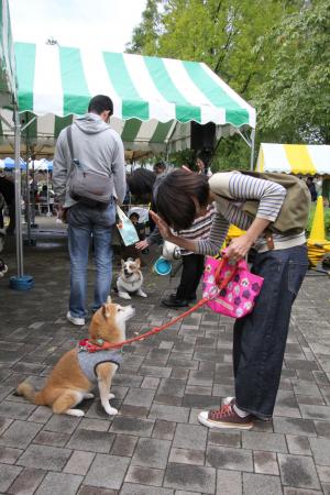 待てをする犬と飼い主