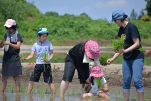 田植え